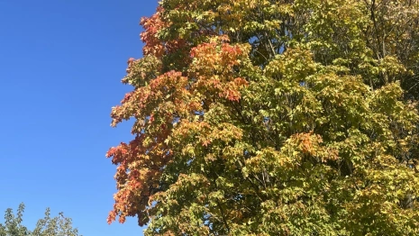 23 сентября стало самым теплым за всю историю во Владимирской области