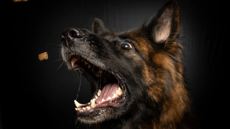 Во Владимирской области усыпили бешеную собаку