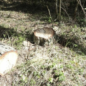 Во Владимирской области будут судить спилившего 81 сосну «черного лесоруба»