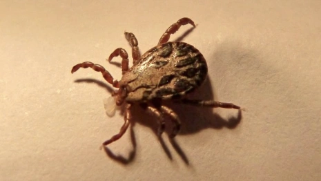 Во Владимирской области клещи стали реже кусать людей