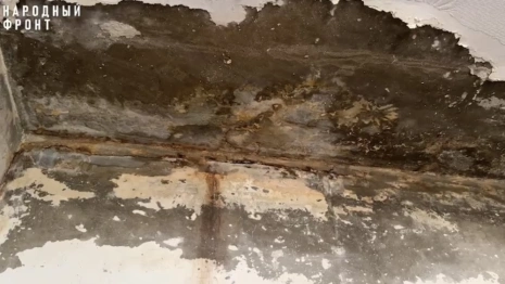 Жительница Владимира завела 20 собак и устроила свалку в собственной квартире