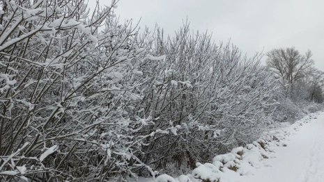 Московский синоптик пообещал владимирцам -3 на Новый год