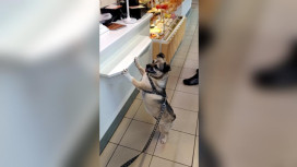 Во Владимире пройдет первый антифестиваль бездомных животных