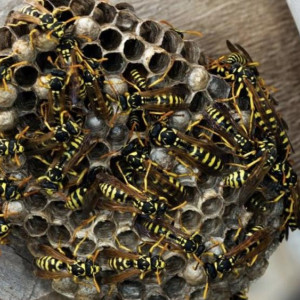 Жители поселка под Ковровом испугались огромного осиного гнезда