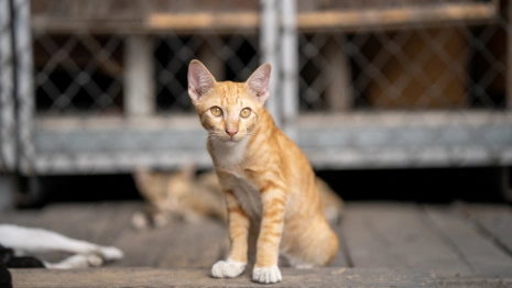 Волонтеры владимирского приюта «Валента» выступили с криком души