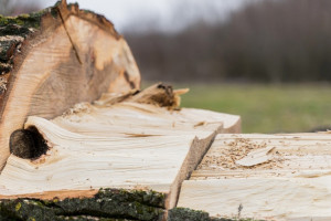 Упавшее в Судогодском районе дерево оставило без света несколько сел и деревень