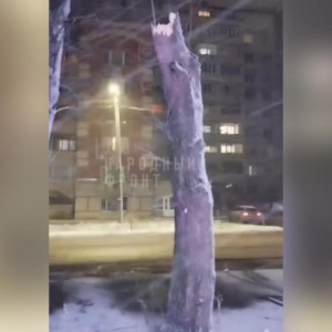 Дерево рухнуло на прохожих в Гусь-Хрустальном: есть пострадавшие