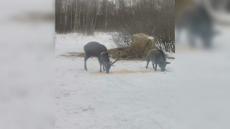Во Владимирской области сняли перекус лося и кабана