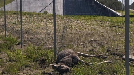 Во Владимирской области застрявшая в заборе на М-12 лосиха погибла