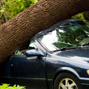 Владимирец отсудил у мэрии деньги за упавшее на машину дерево