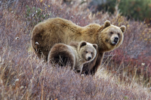 Стартовали съемки нового семейного фильма о животных