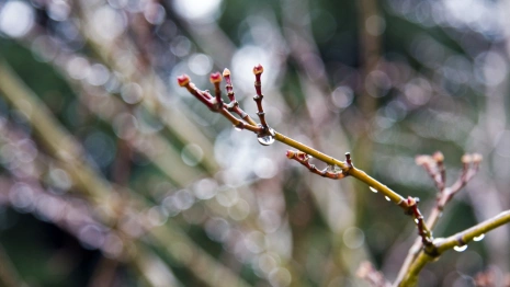Во Владимирской области на неделе потеплеет до +3 градусов