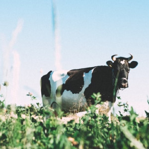 Стало известно, где во Владимирской области выпускают самое вкусное молоко