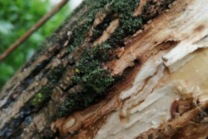 Во Владимире вырубили почти 2 тыс. деревьев за год