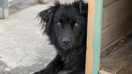 Александровский район оказался в лидерах по числу брошенных животных