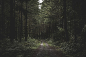 Волонтеры нашли труп 30-летней жительницы Суздальского района