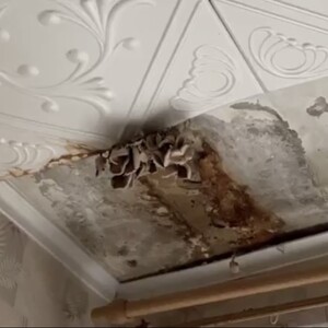 Во Владимире в многоэтажке на Асаткина выросли грибы на потолке