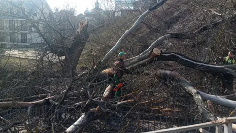 Во Владимире из-за ветра рухнули 5 деревьев