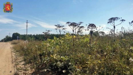 Во Владимирской области завершили сезон борьбы с борщевиком
