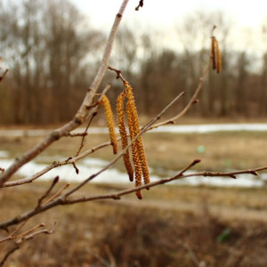 Во Владимирской области к концу недели потеплеет до +13 градусов