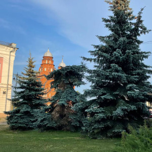 В центре Владимира срубили обезглавленную голубую ель