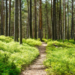 Во Владимирской области нашли живой 80-летнюю пенсионерку