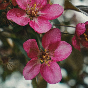 Необычные яблони зацвели в центре Владимира
