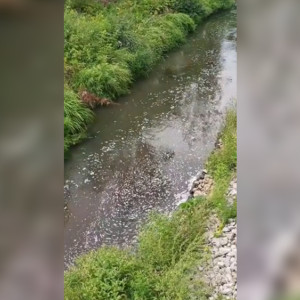 Во Владимире нашли виновника загрязнения реки Рпень 