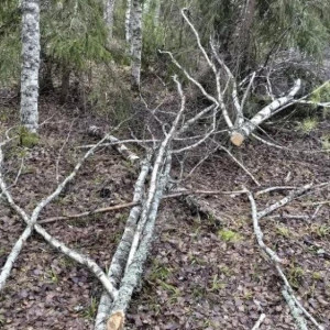 Вырубка деревьев на 100 тыс. рублей во Владимирской области привела к уголовному делу