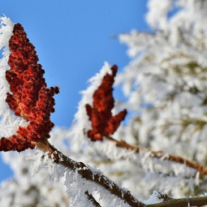 Жителей Владимирской области предупредили о затяжных заморозках
