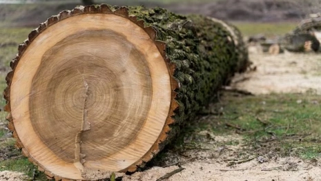 Во Владимирской области с арендатора леса взыскали 250 тысяч за вырубленные деревья