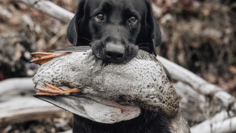 Во Владимирской области утвердили сроки весенней охоты