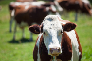 В Ковровском районе сняли ограничения по лейкозу крупного рогатого скота