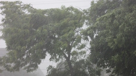 МЧС предупредило жителей Владимирской области о грозе и урагане до 20 м/с