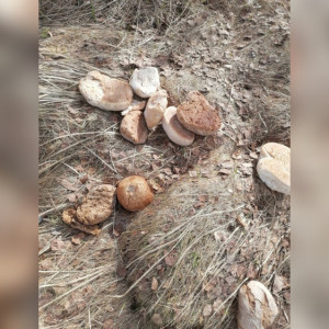 Под Вязниками обнаружили кладбище хлеба