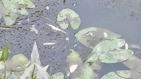 В реке Пекша во Владимирской области массово погибла рыба