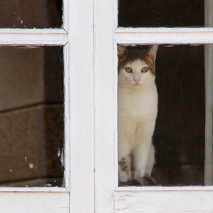 В Гусь-Хрустальном для экс-владельцев закрыли доступ в приют для животных