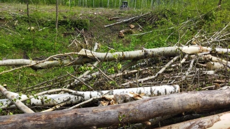 В Гороховецком районе после вырубки деревьев в лесу оставили сухие ветки