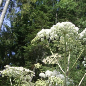 На борьбу с борщевиком во Владимирской области выделили 12 млн рублей