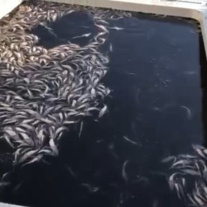 В Муроме в Оку выпустили 87 тыс. мальков стерляди