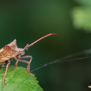 Во Владимирской области с начала марта поймали 31 клеща
