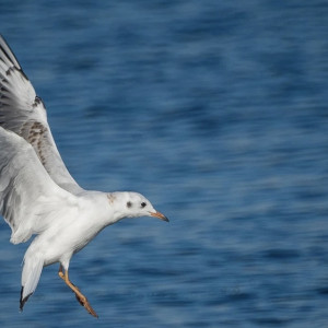 В Суздале отменили карантин по птичьему гриппу