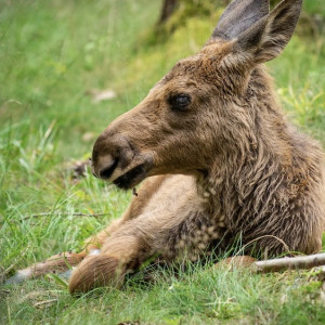Во Владимирской области браконьеры убили лосиху с двумя нерожденными детенышами