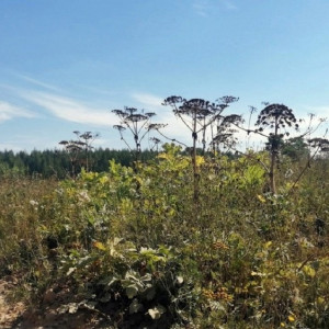 Во Владимирской области завершили сезон борьбы с борщевиком
