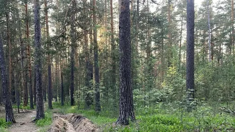 Во Владимирской области во второй раз ввели особый противопожарный режим