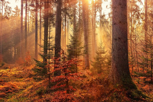 Объявленную в розыск во Владимирской области бабушку с собаками нашли живой