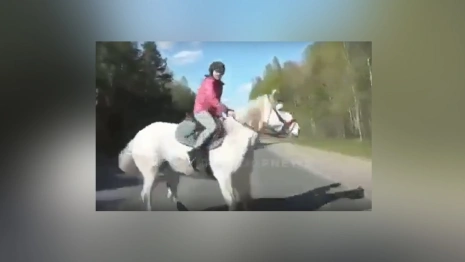 Момент столкновения легковушки и девочки на лошади под Гусь-Хрустальным попал на видео