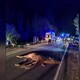 Во Владимирской области автомобилист погиб в ДТП с лосем