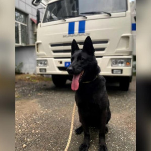 Владимирские полицейские объявили поиск хозяина для служебной немецкой овчарки