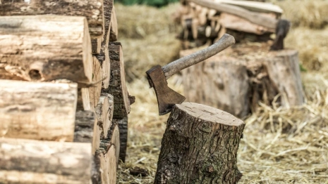 Двоих жителей Владимирской области оштрафовали за вырубку деревьев на 18 млн рублей